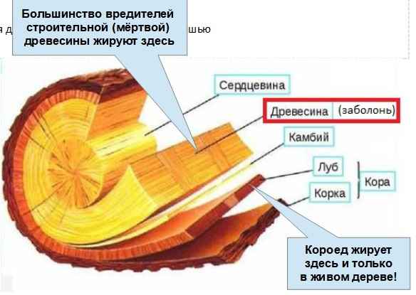 На фото описано, где обитает короед